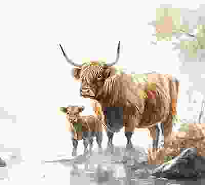 Portfolio Taxonomy Image