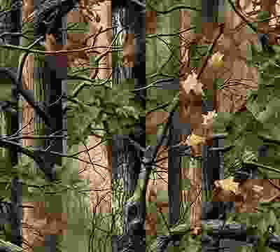 Portfolio Taxonomy Image